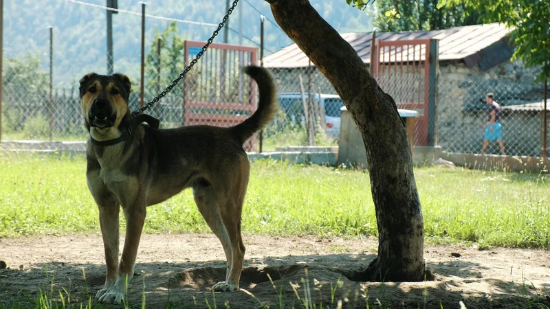 Fotografija: Prepoved privezovanja psov je sprožila največ razburjenja, a le zato, ker je bila vzeta iz konteksta. Pes mora biti še vedno privezan zaradi zagotavljanja varnosti na javnih mestih, prav tako so še vedno dovoljeni privezi na kmečkih dvoriščih. FOTO: Shutterstock