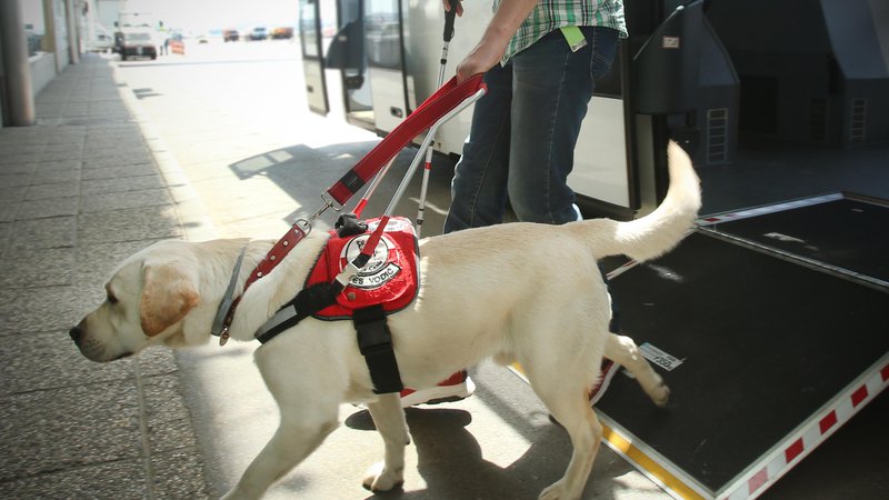 Fotografija: Slepi imajo tudi pse vodnike in osebne asistente. FOTO: Jure Eržen/Delo
