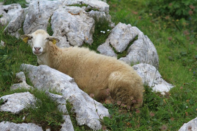 V Sloveniji se v zadnjih letih velikost populacije bovške ovce ne spreminja. Glede na merila ogroženosti spada populacija v ranljivo stopnjo ogroženosti. Ob pazljivem upravljanju omogoča velikost populacije preživetje in zmeren napredek populacije. FOTO: V. Rezar