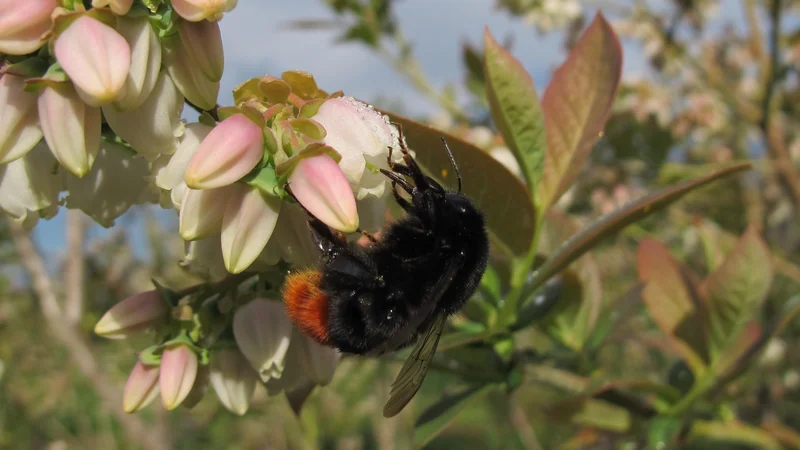 Fotografija: Nihanje števila živali, tudi čmrljev, je sicer v naravi običajno, vendar bi nas tako velik upad v enem letu moral skrbeti, so zapisali na inštitutu za biologijo. FOTO: Danilo Bevk