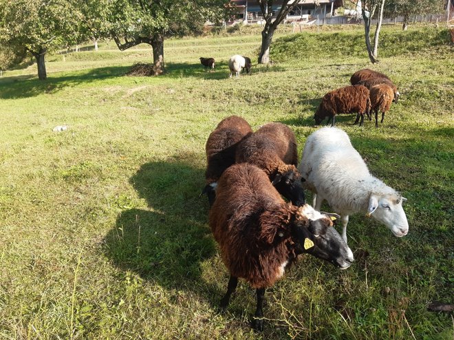 Na ekološki kmetiji Konda se dobro zavedajo pomena, ki ga ima ohranjanje avtohtonih slovenskih pasem. FOTO: Kmetija Konda (osebni arhiv)