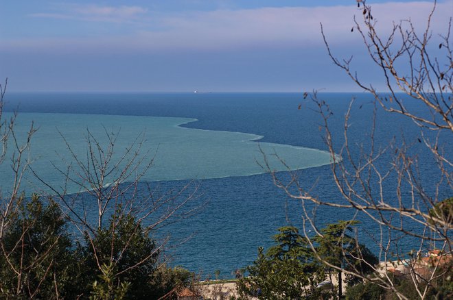 Pojav morske sluzi na Jadranu je zaradi zmanjšanja vnosa hranil v morje nekoliko upadel. FOTO: Tihomir Makovec