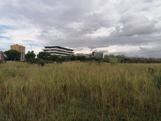 Zemljišče, kjer je bil nekoč načrtovan poslovno-stanovansjki kompleks Toncity, je že leta prekrit z visoko travo in kanelami. FOTO: Nataša Čepar/Delo