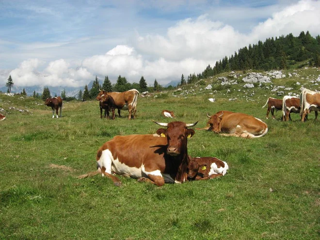 FOTO: Mojca Simčič