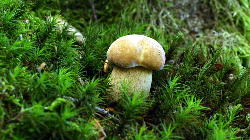 Fotografija: Ko so »izbruhnile« gobe, so nekateri iz druščine izgubili razsodnost. FOTO: Igor Modic