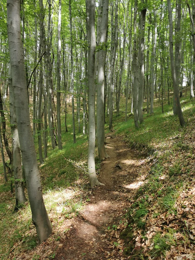 Pot skozi gozd (s turistične kmetije Žurej-Ječovo). FOTO: Beti Burger