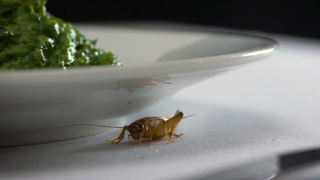 Žuželke na krožniku Foto Tv Slo