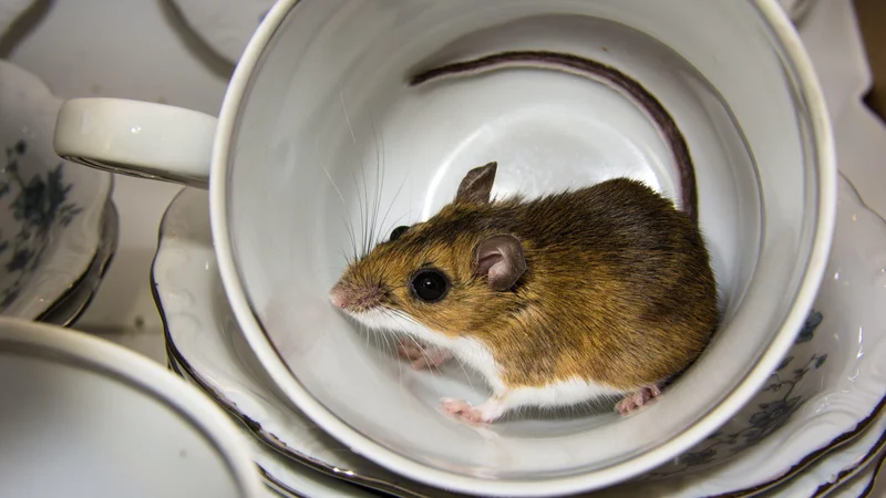 Fotografija: Bolezen se z glodavca na človeka prenese z vdihavanjem virusov, ki se nahajajo v izločkih glodavcev, bolezen pa se ne prenaša s človeka na človeka. FOTO: Landshark1/Shutterstock