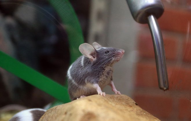 Mišja mrzlica se ponavadi pojavlja ciklično. Večje število primerov pristojni zaznajo enkrat na nekaj let. FOTO: Tadej Regent/Delo
