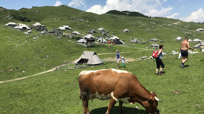 Fotografija: Ekološki kmetje pridelajo 7300 ton kravjega mleka na leto, mlekarne v Sloveniji ga odkupijo 5140 ton. FOTO: Leon Vidic/Delo
