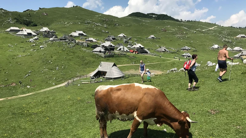 Fotografija: Ekološki kmetje pridelajo 7300 ton kravjega mleka na leto, mlekarne v Sloveniji ga odkupijo 5140 ton. FOTO: Leon Vidic/Delo