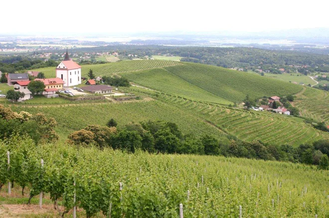 Vinogradniški Ritoznoj ponuja pogled na cerkev svete Marjete in seveda vrhunska vina. FOTO: Danilo Utenkar