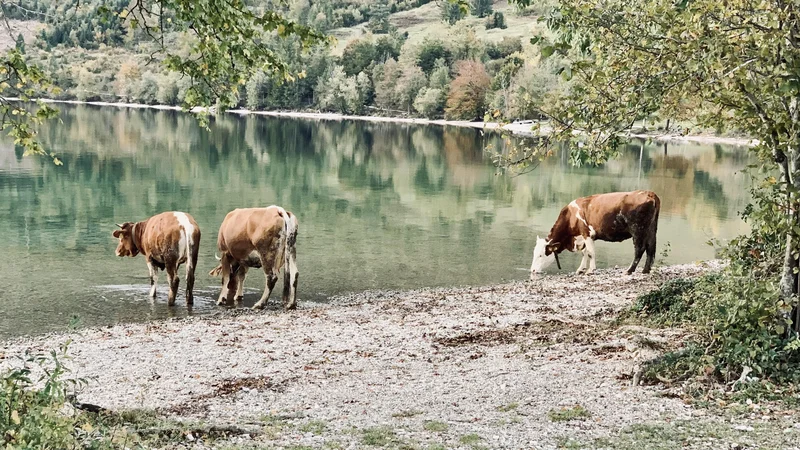 Fotografija: Bohinj je neusahljiv vir energije. Foto Andrej Predin