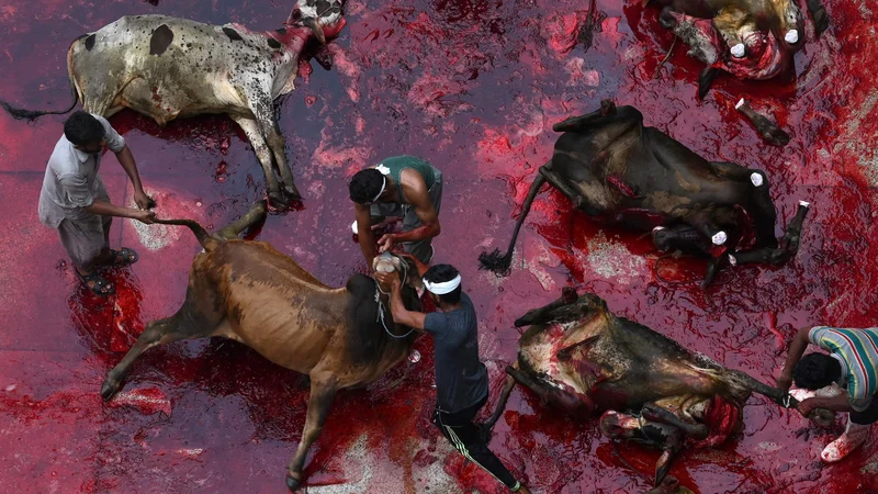 Fotografija: Julij 2021. V Lahoreju muslimani koljejo živali med festivalom žrtvovanja Eid al-Adha, ki se praznuje takoj po zaključku Hadža, vsakoletnega romanja v Meko. Eid Al-Adha je praznovanje Abrahamove pripravljenosti žrtvovanja za Boga in Božje milosti, ki mu jo bila izkazala. Muslimani praznujejo ta dan tako, da žrtvujej žival in jo delijo, ne le z družino in prijatelji, temveč tudi z manj privilegiranimi ljudmi. FOTO: Arif Ali/Afp