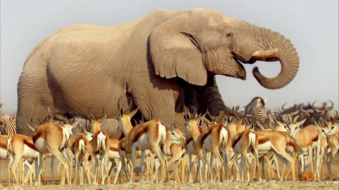 Zaradi velikanskega potenciala obnovljivih virov energije in velike biotske raznovrstnosti računamo na Afriko. FOTO: Screen Grab/Press Release
