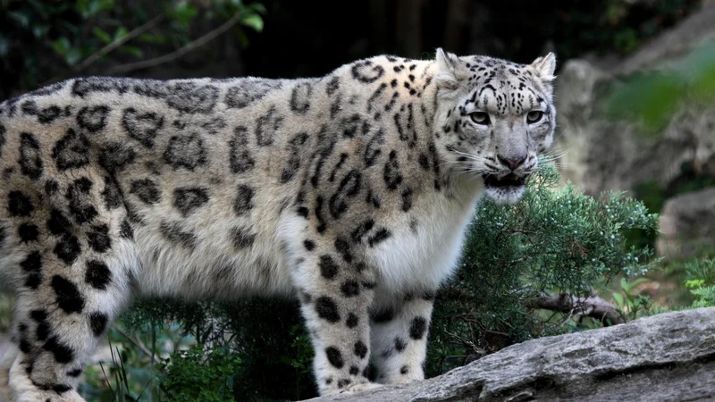 Fotografija: Na Altaju živi druga največja populacija snežnih leopardov. FOTO: Miha Krofel