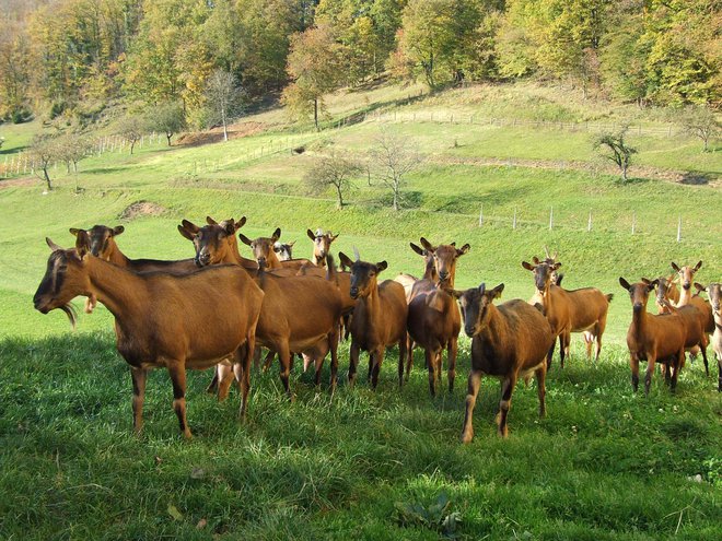 Slovenska srnasta koza izvira iz Alp. V preteklosti je nastala z oplemenjevanjem različnih populacij koz s srnasto pasmo iz Nemčije in/ali Francije. Pasma je zdaj razširjena po celotnem območju Slovenije. FOTO: Mercator
