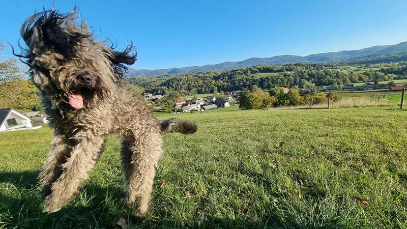 Fotografija: Loto ni ravno postal dunajski deček, to nikoli ne bo, vendar možgani pod (vse bolj) kosmato butaro zdaj v zanj kočljivih situacijah mišicam pošljejo navodilo, zategni ročno zavoro, namesto ugrizni brez opozorila. FOTO: Boštjan Videmšek