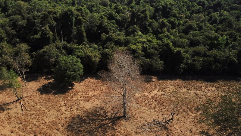 Fotografija: Okoljevarstveniki z zavezo niso zadovoljni, saj ciljno leto 2030 po navedbah Greenpeacea prižiga zeleno luč za še eno desetletje krčenja gozdov, medtem ko bi bilo treba »pljuča« planeta zaščititi takoj zdaj. FOTO: Amanda Perobelli/Reuters
