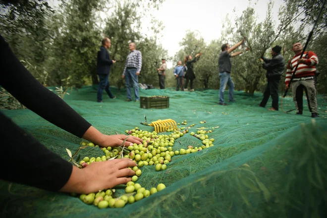 Sezono obiranja bodo večinoma zaključili ta konec tedna. Tako živahno je bilo še lani v oljčniku Jenko-Pelicon na Srminu. Letos so imeli oljk le za vzorec. FOTO: Jure Eržen/Delo
