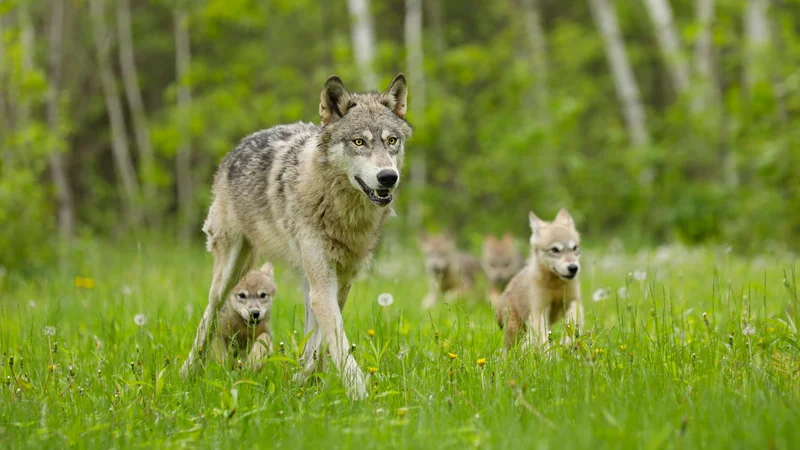 Fotografija: V slovenskih gozdovih živi okoli sto volkov skupaj z mladiči, vendar je njihova smrtnost zelo velika. FOTO: Shutterstock