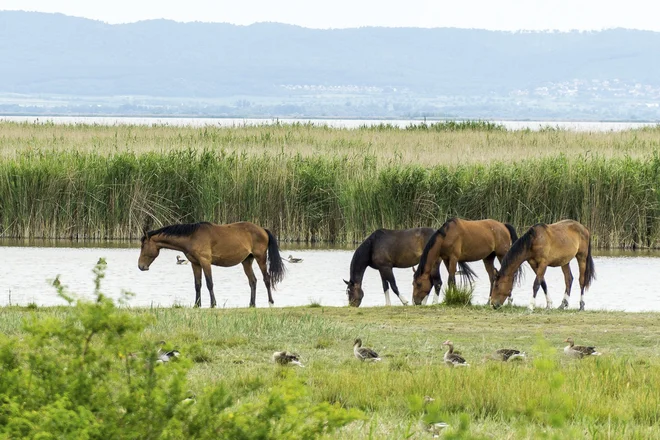 Območje ob Nežiderskem jezeru je od leta 2001 na Unescovem seznamu svetovne kulturne in naravne dediščine kot specifična kulturna pokrajina. FOTO: Burgenland Tourismus Gmbh/Birgit Machtinger
