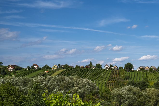 Gradiščanska je svetovno znana vinorodna pokrajina z več kot 13.000 hektari vinogradov. FOTO: Burgenland Tourismus Gmbh/Birgit Machtinger

