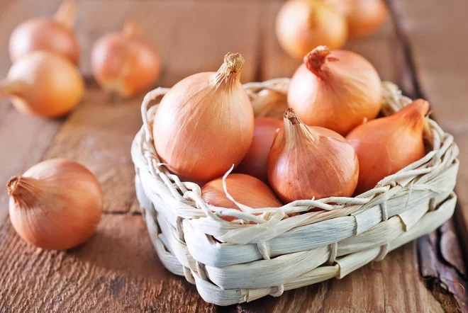 Čas dozorevanja in debeljenja čebulnih glavic je odvisen tudi od sorte. FOTO: Shutterstock