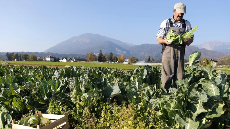 Fotografija: Spravilo cvetače. FOTO: Aleš Černivec/Delo
