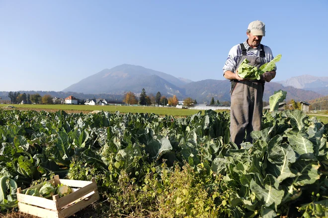 Spravilo cvetače. FOTO: Aleš Černivec/Delo
