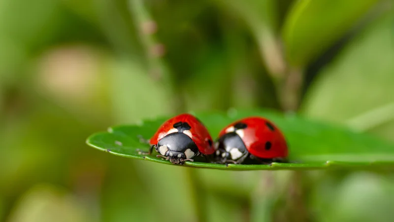 Fotografija: Ker imamo radi srečne konce, so zavetišče pri nas našle pikapolonice. FOTO: Shutterstock