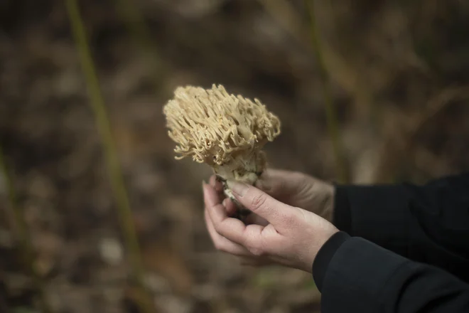 Glede razmnoževanja se morajo mnoge gobe znajti po svoje &ndash; mavrahe recimo oprašujejo žuželke, tartufi stavijo na to, da jih bodo našli in pojedli prašiči. FOTO: Jure Eržen
