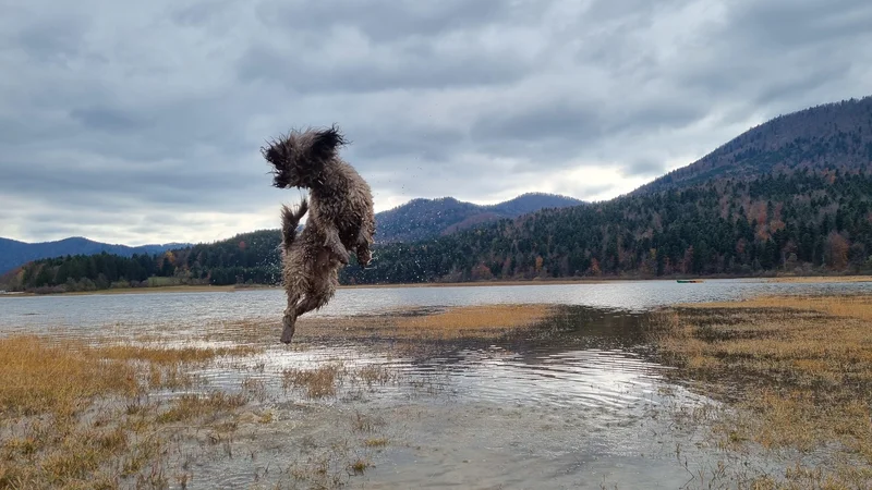 Fotografija: Z vsakim skokom v (blatno) lužo je Loto bolj srečen. FOTO: Boštjan Videmšek