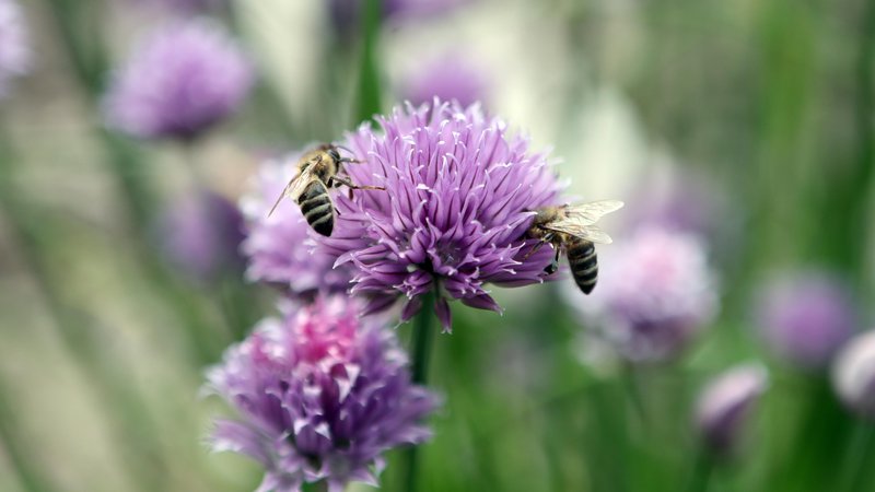Fotografija: Na evropski agenciji za varnost hrane pripravljajo ocene tveganja na področju dobrobiti rejnih živali, čebel in drugih opraševalcev. Ukvarjajo se tudi z varnostjo novih živil. FOTO: Dejan Javornik
