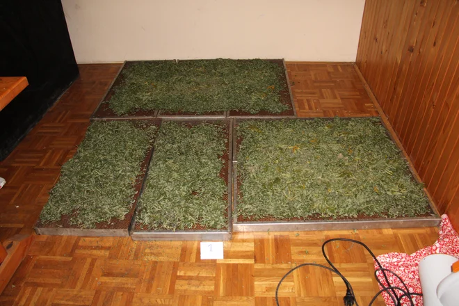 Zasegli so 133 sadik in okoli 2,2 kg zrezane konoplje. FOTO: PP Rače