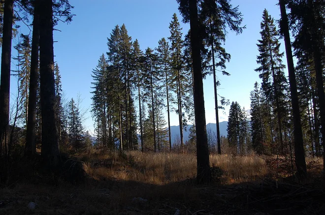 Pokljuka med strnjenimi gozdovi skriva posebne ekosisteme, ki so ostanek delovanja ledenika – šotna barja. FOTO: Wikipedija
