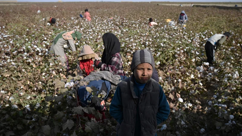 Fotografija: Otroci obirajo bombaž na polju v afganistanski provinci Balkh. FOTO: Wakil Kohsar/Afp
