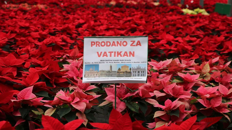 Fotografija: Čez tisoč božičnih zvezd bo iz Gornje Radgone odpotovalo v Vatikan. FOTO: Jože Pojbič