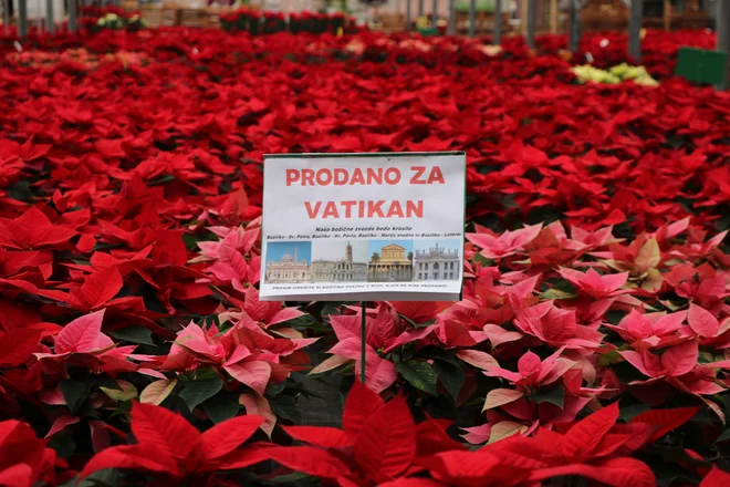 Čez tisoč božičnih zvezd bo iz Gornje Radgone odpotovalo v Vatikan. FOTO:&nbsp;Jože Pojbič
