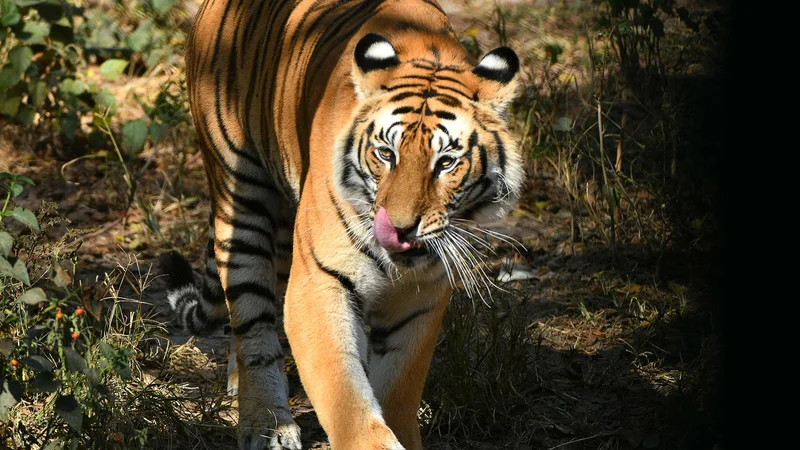 Fotografija: Prihaja tiger ... FOTO: Prakash Mathema/Afp