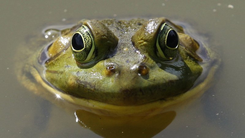 Fotografija: Opozicija nima nobenega recepta za ohranitev žabe pri življenju. FOTO: Mike Segar/Reuters
