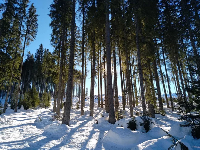Smreka ni avtohtono pokljuško drevo!  FOTO: Miroslav Cvjetičanin

