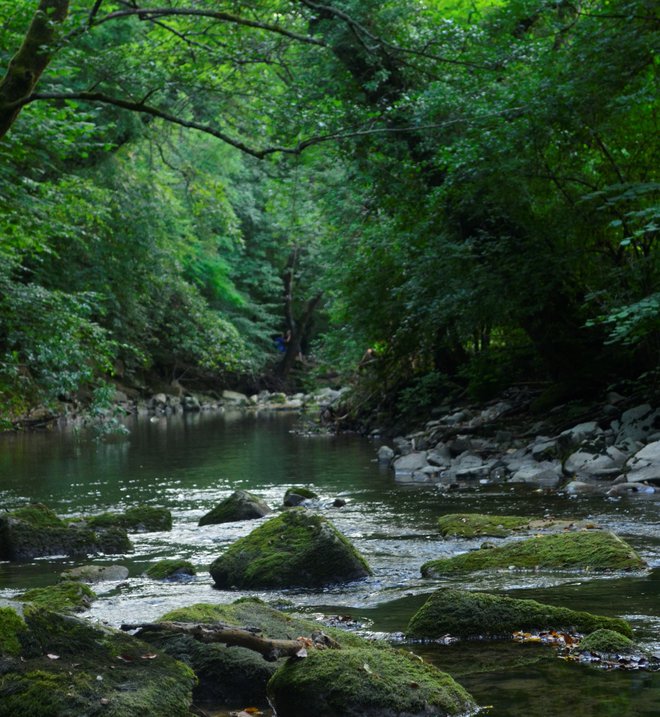 Zeleni objem reke Rižane. FOTO: Mia Mikolič/Arhiv ZRS Koper
