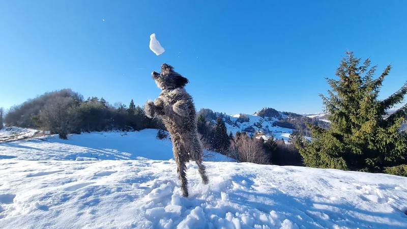 Fotografija: Na vsak daljši sprehod vzamem škarjice, in ko je Loto po več sprintih in skokih v zrak že dobro prezračen, se ustaviva pod pretvezo kratkega počitka. FOTO: Boštjan Videmšek