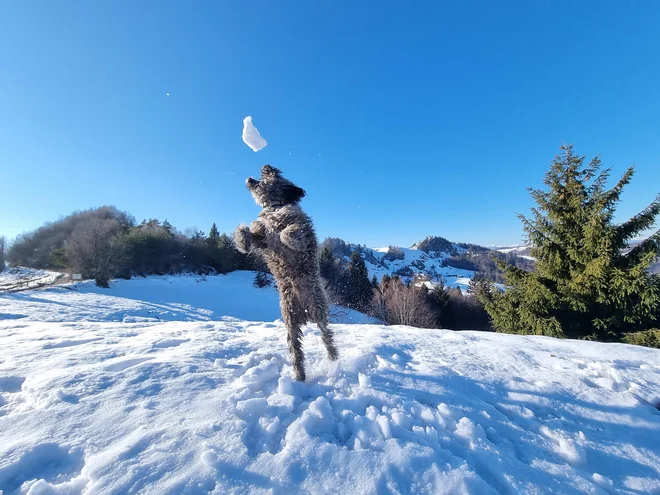 Na vsak daljši sprehod vzamem škarjice, in ko je Loto po več sprintih in skokih v zrak že dobro prezračen, se ustaviva pod pretvezo kratkega počitka. FOTO:&nbsp;Boštjan Videmšek
