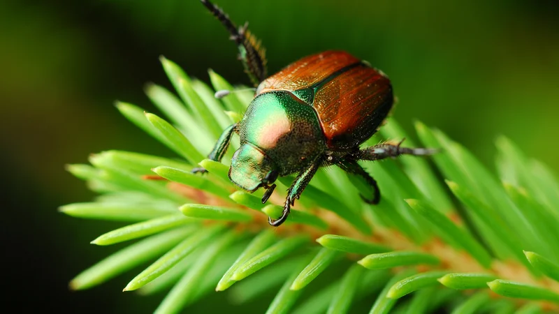 Fotografija: Japonski hrošč Popillia japonica FOTO: Shutterstock