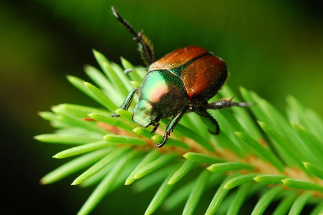 Japonski hrošč Popillia japonica FOTO: Shutterstock
