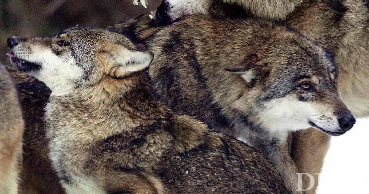 Un zoo en France a été temporairement fermé en raison de la fuite de loups
