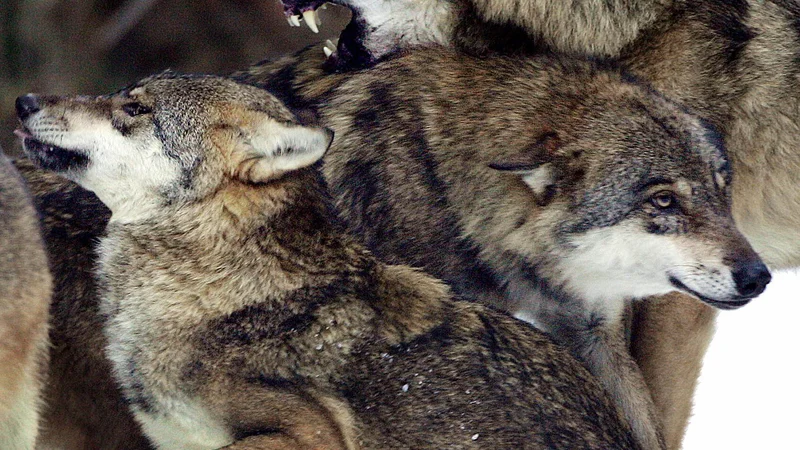 Fotografija: V Franciji so volkove v naravi iztrebili, njihovo vračanje pa ni bilo preveč priljubljeno. FOTO: Eric Gaillard/Reuters