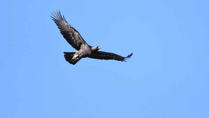 Fotografija: Planinskega orla so na območju Cerknega ustrelili s šibrino puško. FOTO: Emil Sušanj
